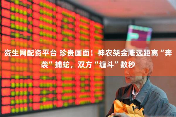 资生网配资平台 珍贵画面！神农架金雕远距离“奔袭”捕蛇，双方“缠斗”数秒